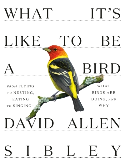 What It's Like to Be a Bird : From Flying to Nesting, Eating to Singing--What Birds Are Doing, and Why | Sibley, David Allen