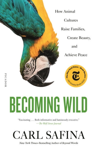 Becoming Wild : How Animal Cultures Raise Families, Create Beauty, and Achieve Peace | Safina, Carl