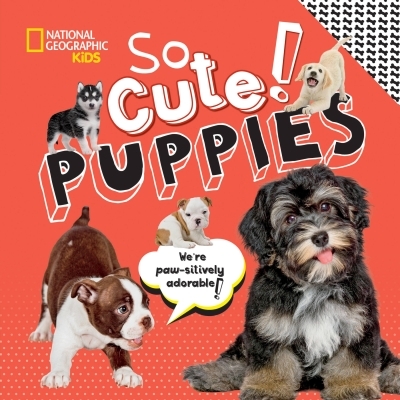 So Cute! Puppies | Boyer, Crispin