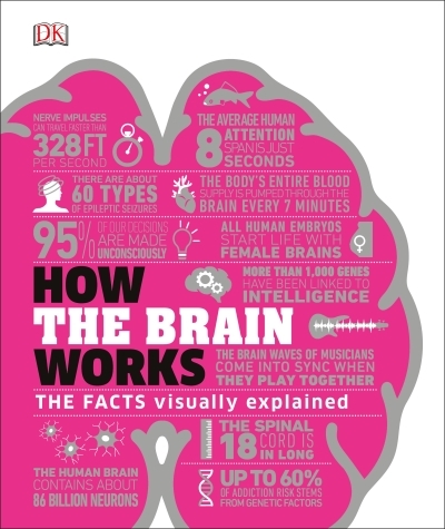 How the Brain Works : The Facts Visually Explained | 