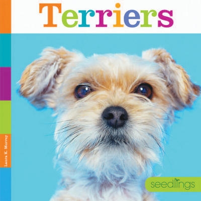 PB Terriers | Laura K. Murray