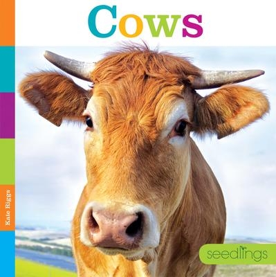 PB Cows | Kate Riggs