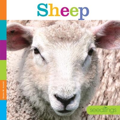 PB Sheep | Quinn M. Arnold