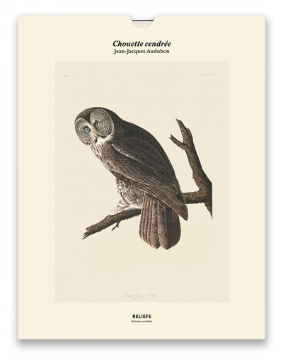 Chouette cendrée | Audubon, John James