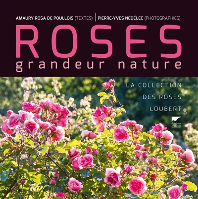 Roses grandeur nature | Rosa de Poullois, Amaury