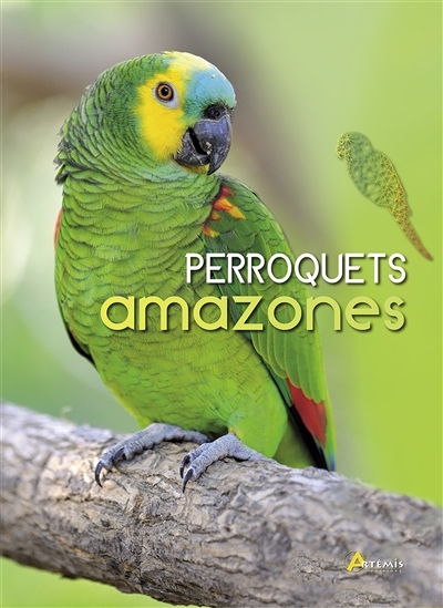 Perroquets amazones | Glendell, Greg