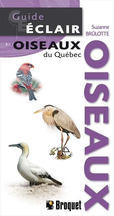 Oiseaux du Québec  | Brûlotte, Suzanne