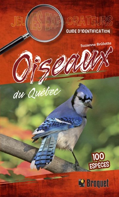 Oiseaux du Québec  | Brûlotte, Suzanne